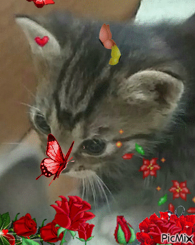 kotek tygrys tiger kitten - Безплатен анимиран GIF