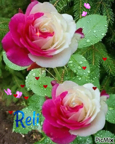 roses so sweet - Darmowy animowany GIF