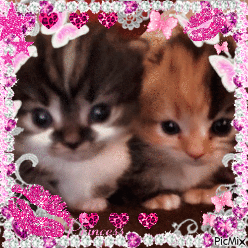 kitties - GIF animasi gratis