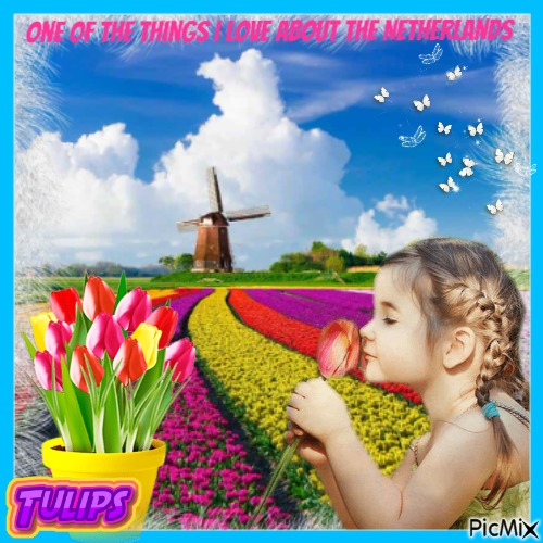 Glamorous tulips in The Netherlands - png gratis