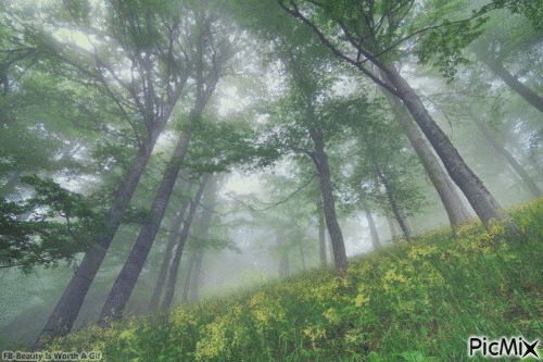 Foggy Forest - Animovaný GIF zadarmo