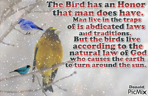 The Bird has an Honor - Nemokamas animacinis gif