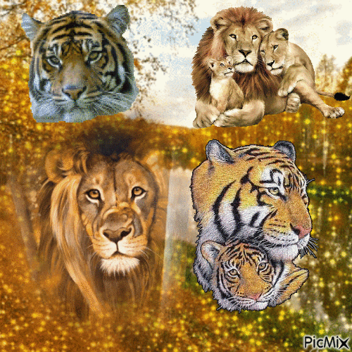 leeòni e  tigri - GIF animado gratis