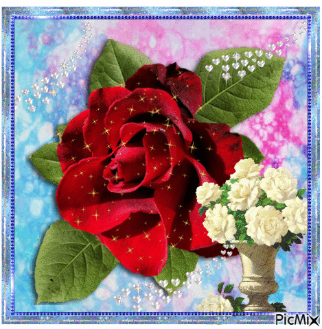 Roses in white and red - Бесплатный анимированный гифка