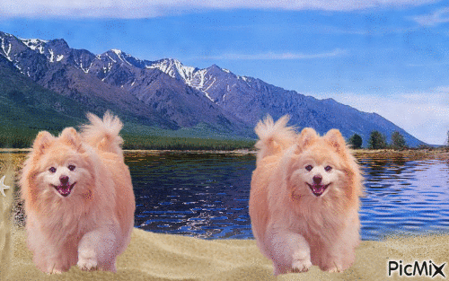 Amazing dogs - Ingyenes animált GIF