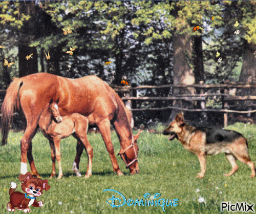 cheval et son poulain , chien loup - GIF animado gratis