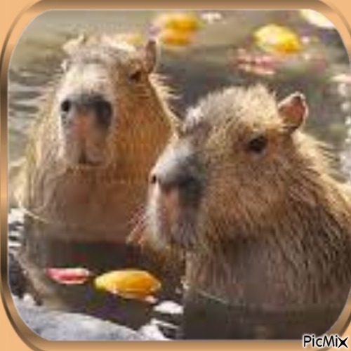 Capybara - kostenlos png