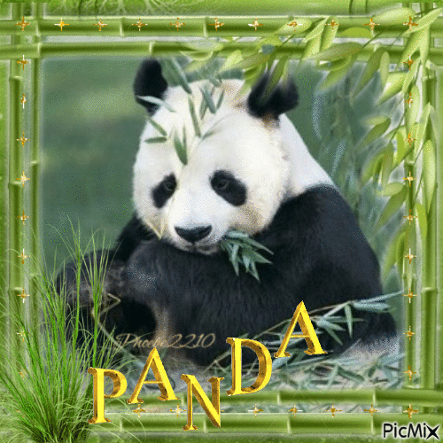 Panda - Darmowy animowany GIF