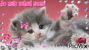 Le petit chat - Bezmaksas animēts GIF