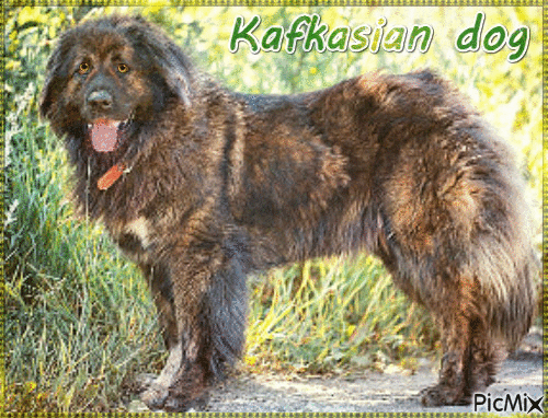 Kafkasian dog - Gratis geanimeerde GIF