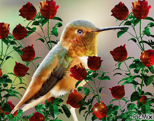 colibri - Gratis animerad GIF