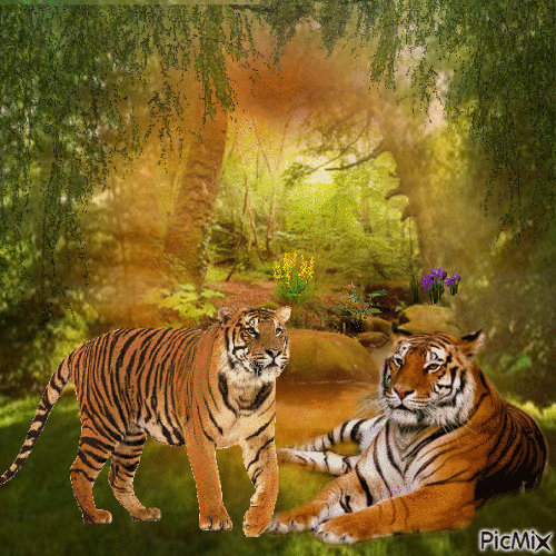 Tigre - Darmowy animowany GIF
