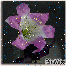 kwiat - Gratis animerad GIF