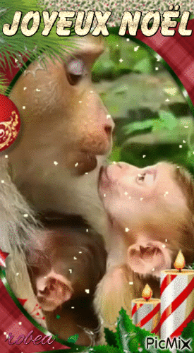 L`amour entre maman singe et bébé qui donne un baiser - 免费动画 GIF