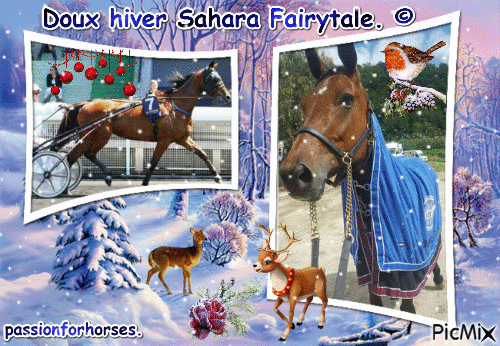 La championne retraitée Sahara Fairytale. © - Gratis animeret GIF