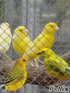Cinco pájaros amarillos - ücretsiz png