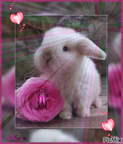 lapin et une rose - Free animated GIF