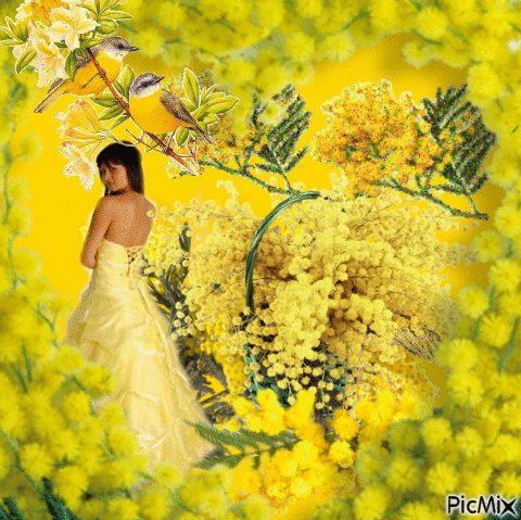 La Saison du Mimosas - Gratis animerad GIF