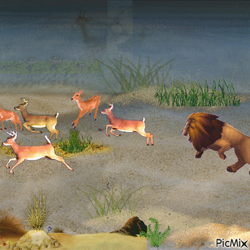 animal - Zdarma animovaný GIF
