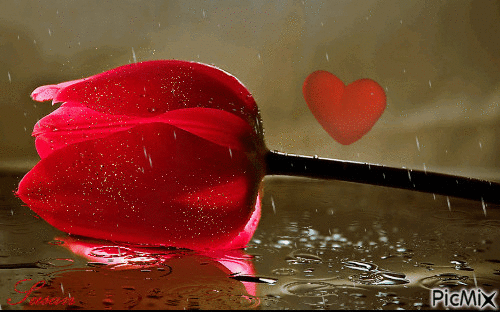 Tulipan en la lluvia - Безплатен анимиран GIF