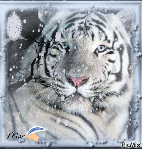 Tigre Blanc - Ilmainen animoitu GIF