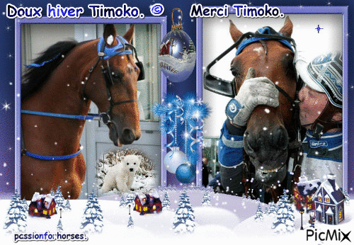 Le champion retraité Timoko. © - Bezmaksas animēts GIF