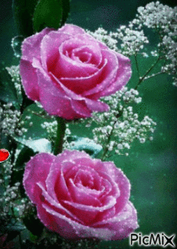 trandafiri - Animovaný GIF zadarmo