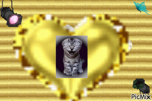 le chat qui pleur - GIF animado grátis
