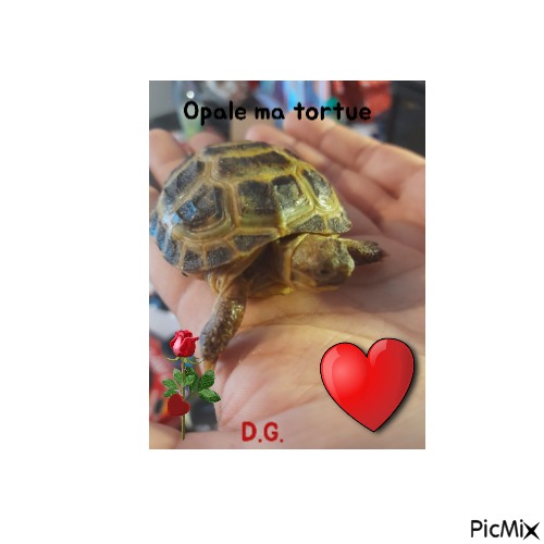 Opale ma tortue - gratis png