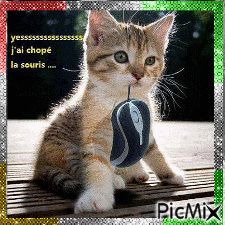 chat souris - Free animated GIF