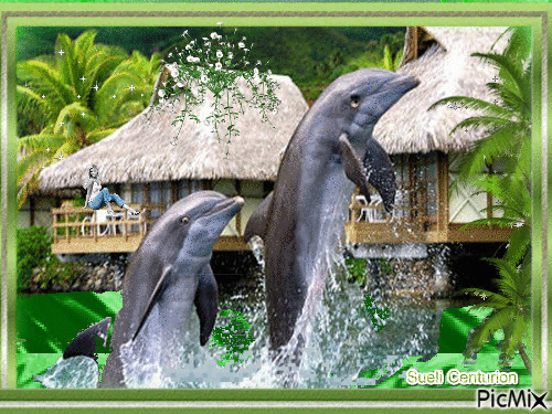 Golfinhos - Zdarma animovaný GIF
