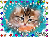 beau chaton - GIF animasi gratis
