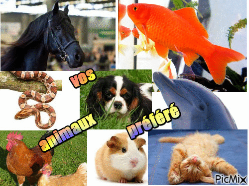 vos animaux préféré - Gratis geanimeerde GIF