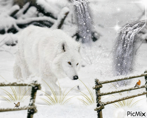 Loup blanc sous la neige. - 無料のアニメーション GIF