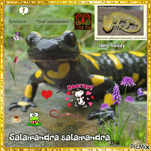 fire salamander - GIF animado gratis