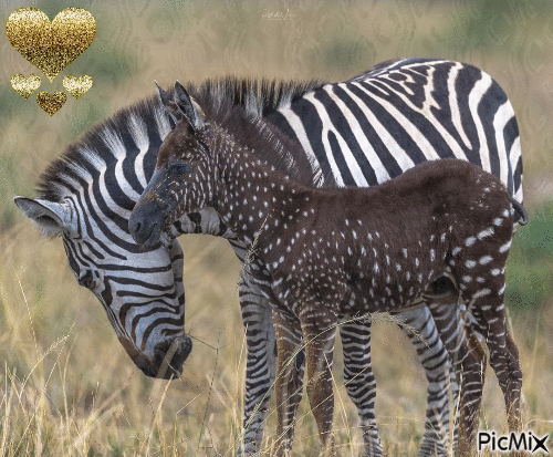 bebe zebre avec points - Ingyenes animált GIF