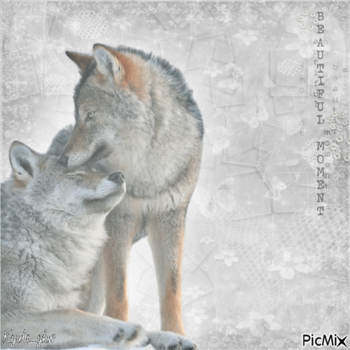 Wolves - Free animated GIF