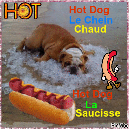 Hot Dog Funny - GIF เคลื่อนไหวฟรี