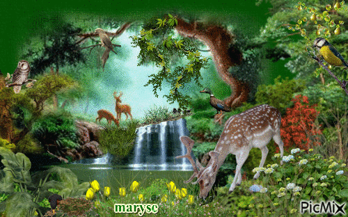 nature et animaux - Безплатен анимиран GIF