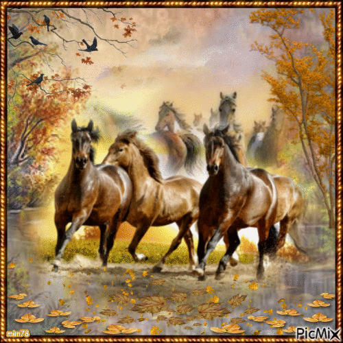 chevaux sauvages - Free animated GIF
