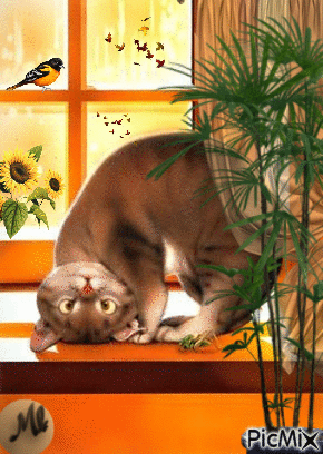 Gato oroñal - Gratis geanimeerde GIF