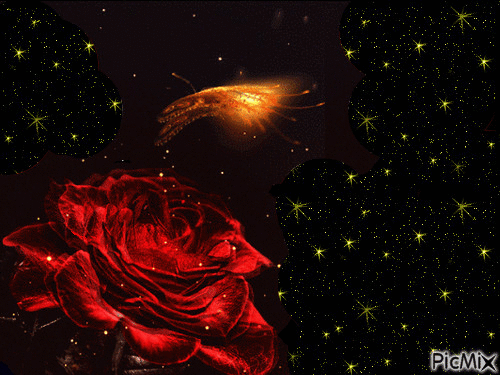 Noc z motylem nad różą - Bezmaksas animēts GIF