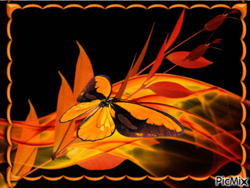 Orange et noir - Bezmaksas animēts GIF