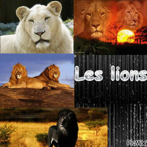 Les lions !!! - Gratis animeret GIF