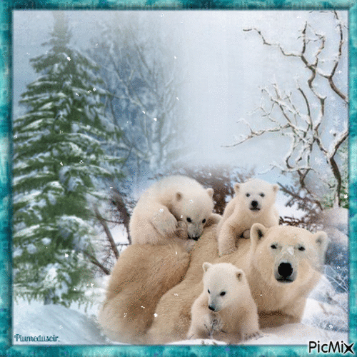 Famille d'ours blancs. - Gratis animeret GIF