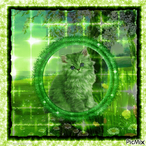 Katze grüntöne glitzer - Ingyenes animált GIF