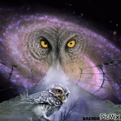 FANTASY OWL - Nemokamas animacinis gif