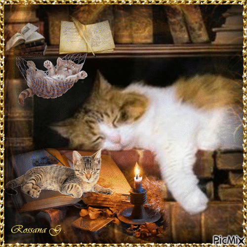 Cats sleeping in a library - 免费动画 GIF
