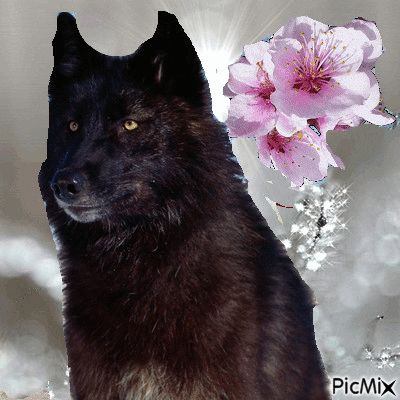 Wolf and flowers - Free animated GIF