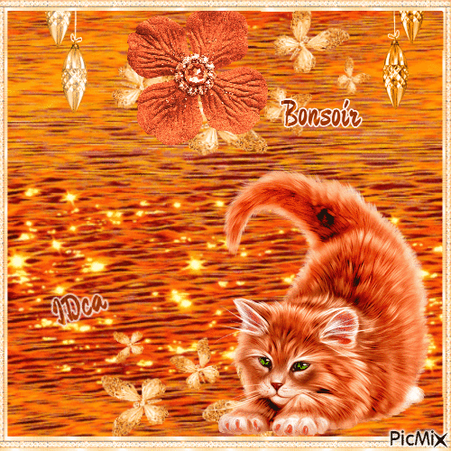 Bonsoir les chatons - Ilmainen animoitu GIF